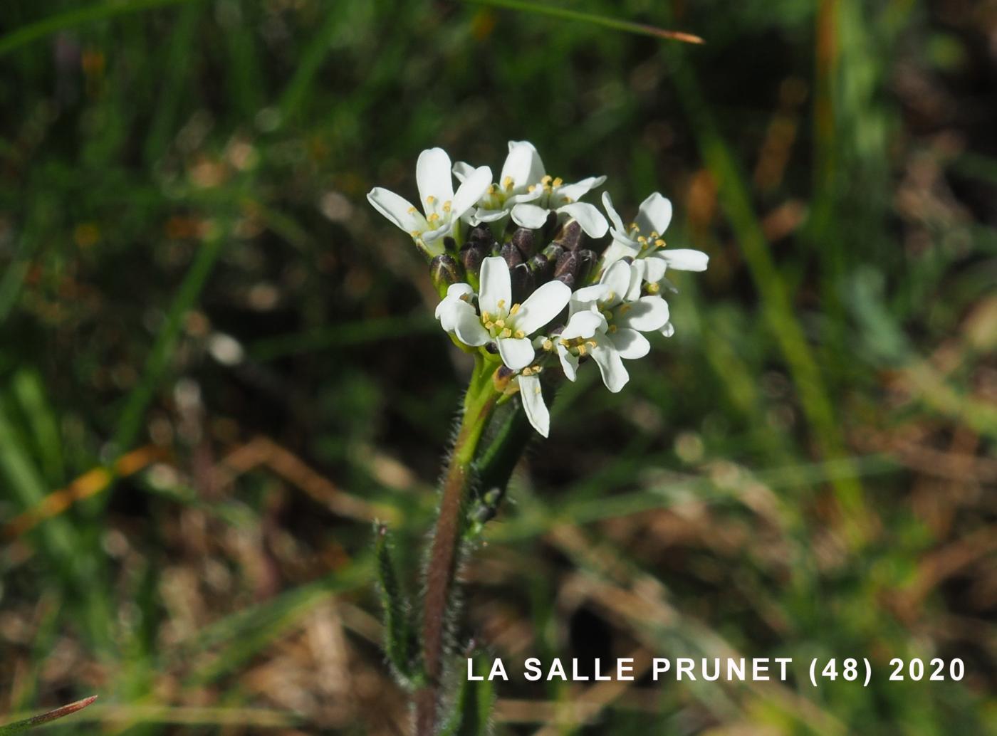 Rock-cress, Hairy flower